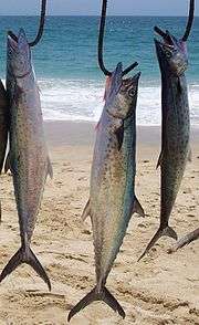 three large sierra fish hanging from hooks with a beach and ocean in the background.