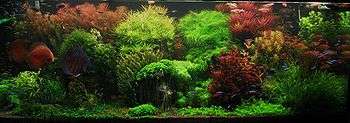 Aquarium densely packed with clumps of fine-leaved plants, some with green leaves and some with red leaves. A large red fish swims at left.