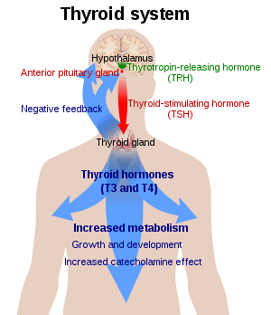 Diagram explaining the relationship between the thyroid hormones T3 and T4, thyroid stimulating hormone (TSH), and thyrotropin releasing hormone (TRH)