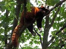 A Red panda lies sleeping on a branch high in a tree, with tail stretched out behind and legs dangling on each side of the branch