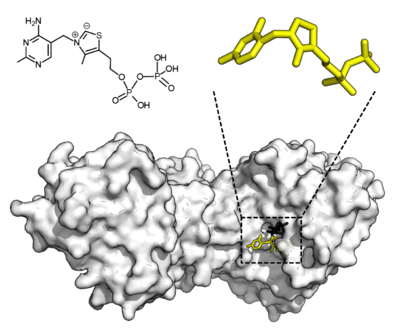 Thiamine pyrophosphate displayed as an opaque globular surface with an open binding cleft where the substrate and cofactor both depicted as stick diagrams fit into.