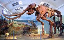 Mammoth skeleton with long, curved tusks, in front of a painted prehistoric backdrop