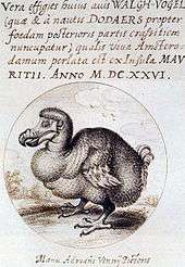 Drawing of an obese dodo, with van de Venne's signature below