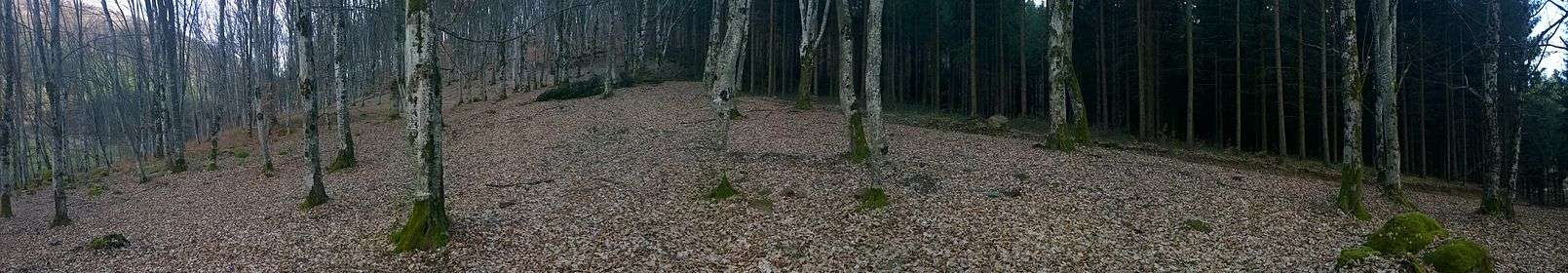 Two different forests in Vârciorog, Bihor Country, Romania.
