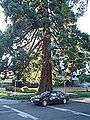 Waldo Park redwood tree near car Salem Oregon.JPG