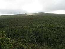 Photo of forest looking upslope toward the top of Mauna Loa. A shaft of sunlight illuminates a small area within the dark green expanse of woods