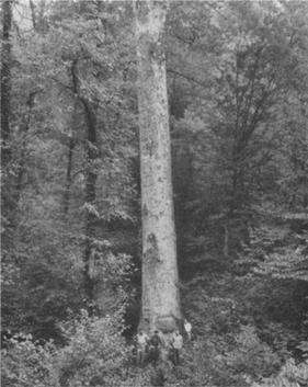 A black and white image of the Webster Sycamore with four men standing around the base of its trunk
