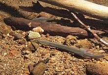 Western brook lamprey