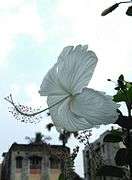 White Hibiscus at Kolkata.jpg