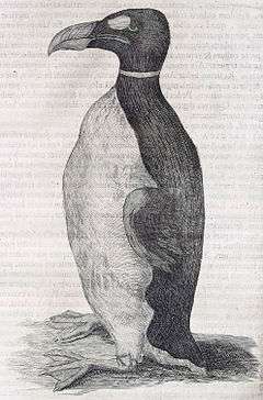 illustration of a great auk