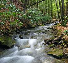 A stream flows over rocks and between evergreen trees