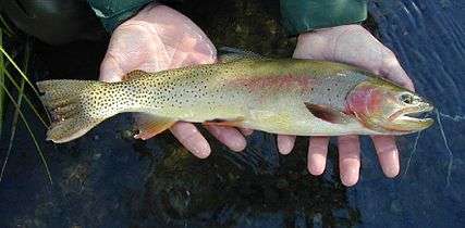 A fish with yellow and pink coloring, along with black spotting on the back part of its body, being held in a person's hands over water.