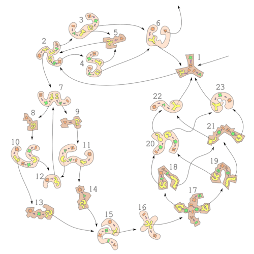 a diagram of the state symbols numbered, ordered, and connected by arrows