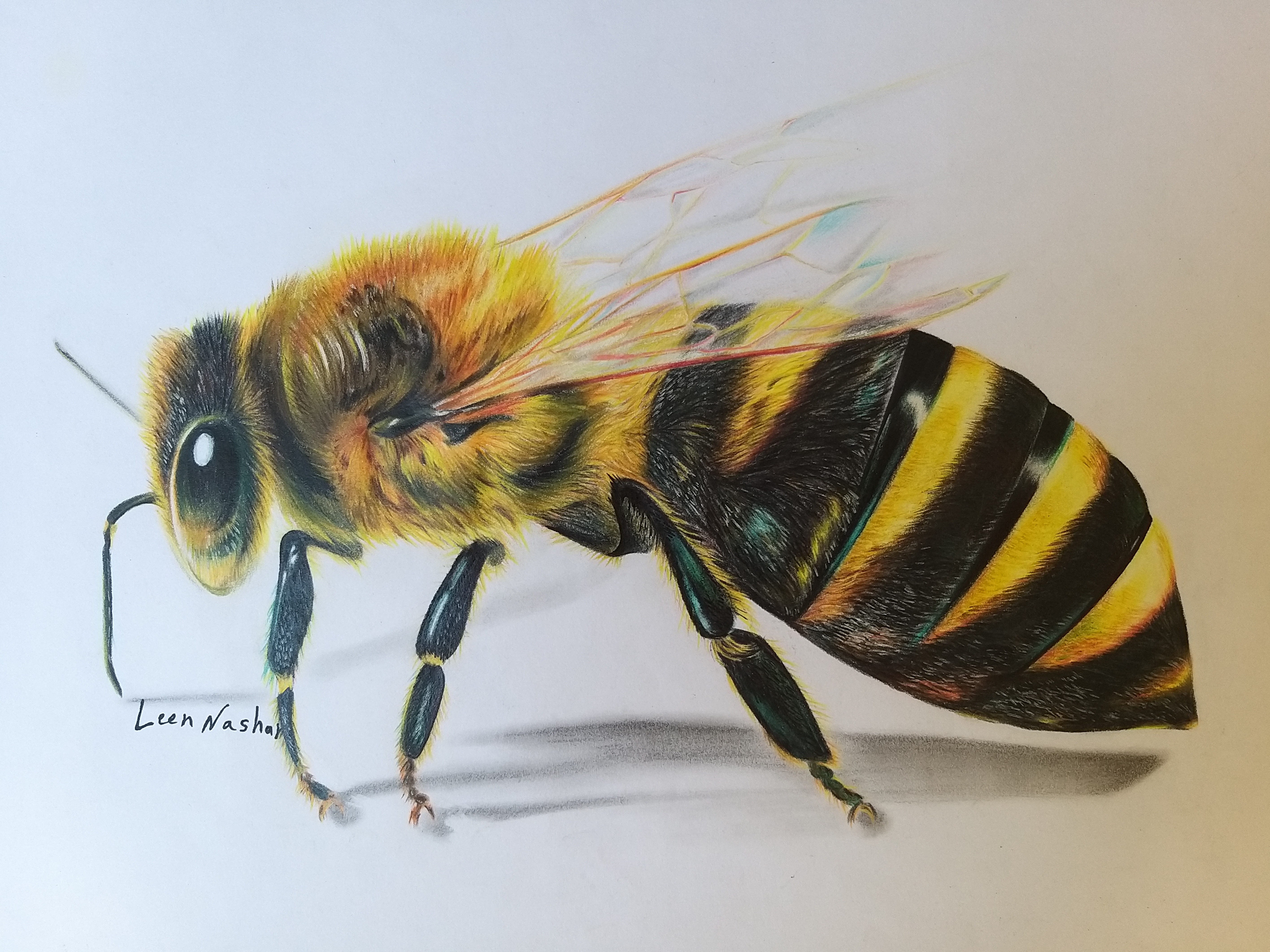 prompthunt: a pencil drawing of a bee flying over a flower. by pen tacular