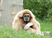 White-handed Gibbon Hylobates lar Orange 1900px.jpg